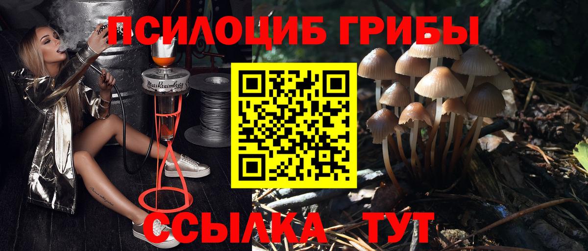 Псилоцибиновые грибы Cubensis Черняховск